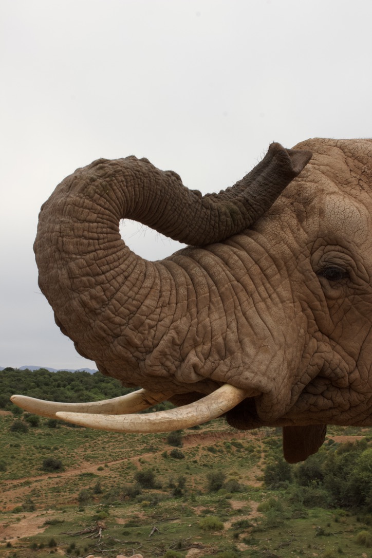 Olifant Afrika safari